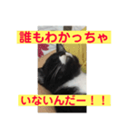 ニャンコ自宅警備隊（個別スタンプ：12）