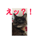 ニャンコ自宅警備隊（個別スタンプ：13）