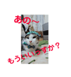 ニャンコ自宅警備隊（個別スタンプ：15）