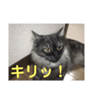 ニャンコ自宅警備隊（個別スタンプ：16）