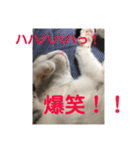 ニャンコ自宅警備隊（個別スタンプ：17）