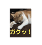ニャンコ自宅警備隊（個別スタンプ：18）