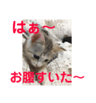 ニャンコ自宅警備隊（個別スタンプ：19）