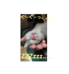 ニャンコ自宅警備隊（個別スタンプ：20）