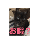 ニャンコ自宅警備隊（個別スタンプ：21）