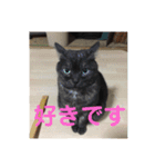 ニャンコ自宅警備隊（個別スタンプ：22）