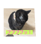 ニャンコ自宅警備隊（個別スタンプ：23）