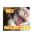 ニャンコ自宅警備隊（個別スタンプ：24）