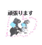 トイプードルの 哲也くん文太くん健太くん（個別スタンプ：21）