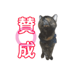 愛猫がシンプルに気持ちを伝える（個別スタンプ：1）