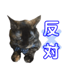 愛猫がシンプルに気持ちを伝える（個別スタンプ：2）