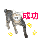 愛猫がシンプルに気持ちを伝える（個別スタンプ：5）