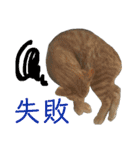 愛猫がシンプルに気持ちを伝える（個別スタンプ：6）