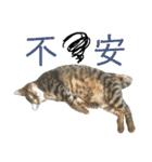 愛猫がシンプルに気持ちを伝える（個別スタンプ：8）