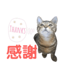 愛猫がシンプルに気持ちを伝える（個別スタンプ：9）