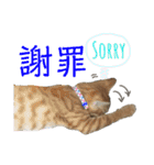 愛猫がシンプルに気持ちを伝える（個別スタンプ：10）