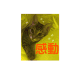 愛猫がシンプルに気持ちを伝える（個別スタンプ：11）