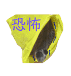 愛猫がシンプルに気持ちを伝える（個別スタンプ：12）