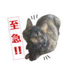 愛猫がシンプルに気持ちを伝える（個別スタンプ：13）