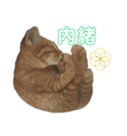 愛猫がシンプルに気持ちを伝える（個別スタンプ：14）