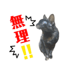 愛猫がシンプルに気持ちを伝える（個別スタンプ：16）