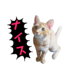 愛猫がシンプルに気持ちを伝える（個別スタンプ：17）