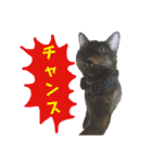 愛猫がシンプルに気持ちを伝える（個別スタンプ：18）