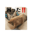 愛猫がシンプルに気持ちを伝える（個別スタンプ：20）