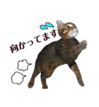 愛猫がシンプルに気持ちを伝える（個別スタンプ：21）