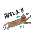 愛猫がシンプルに気持ちを伝える（個別スタンプ：22）