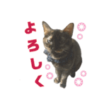愛猫がシンプルに気持ちを伝える（個別スタンプ：23）
