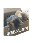 愛猫がシンプルに気持ちを伝える（個別スタンプ：24）