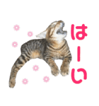 愛猫がシンプルに気持ちを伝える（個別スタンプ：25）