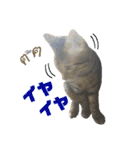 愛猫がシンプルに気持ちを伝える（個別スタンプ：26）