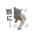 愛猫がシンプルに気持ちを伝える（個別スタンプ：27）