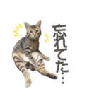 愛猫がシンプルに気持ちを伝える（個別スタンプ：28）