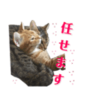 愛猫がシンプルに気持ちを伝える（個別スタンプ：29）