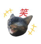 愛猫がシンプルに気持ちを伝える（個別スタンプ：31）