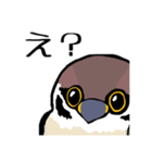 すずめのチュン助（個別スタンプ：24）