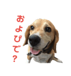 ビーグル犬 エルくん（個別スタンプ：1）