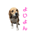 ビーグル犬 エルくん（個別スタンプ：2）