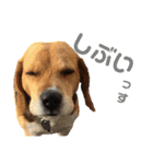 ビーグル犬 エルくん（個別スタンプ：3）