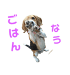 ビーグル犬 エルくん（個別スタンプ：4）