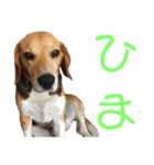 ビーグル犬 エルくん（個別スタンプ：5）
