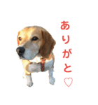 ビーグル犬 エルくん（個別スタンプ：6）
