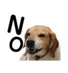ビーグル犬 エルくん（個別スタンプ：8）