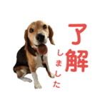 ビーグル犬 エルくん（個別スタンプ：9）