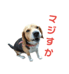 ビーグル犬 エルくん（個別スタンプ：10）