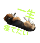 ビーグル犬 エルくん（個別スタンプ：11）
