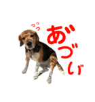 ビーグル犬 エルくん（個別スタンプ：12）